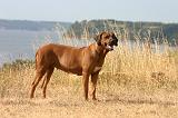 RODESIAN RIDGEBACK 241